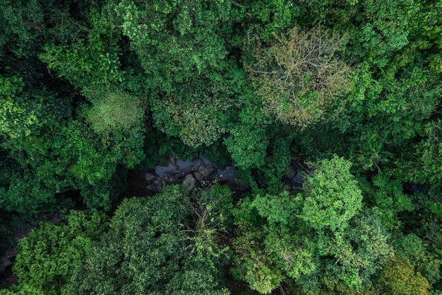 Road and green trees from above in the summer forestforest road