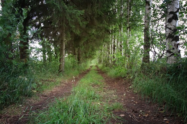 road ground forest tree