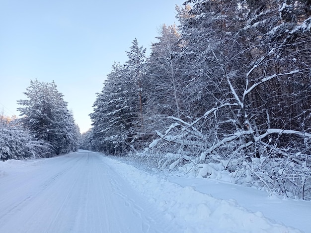 道路, 遠くへ, 白, 雪, 季節, 森, 周囲, 歩く, アウトドア, 自然, 美しさ