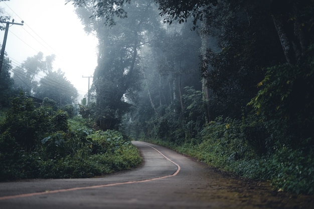 The road into the forest was foggy in the morning.