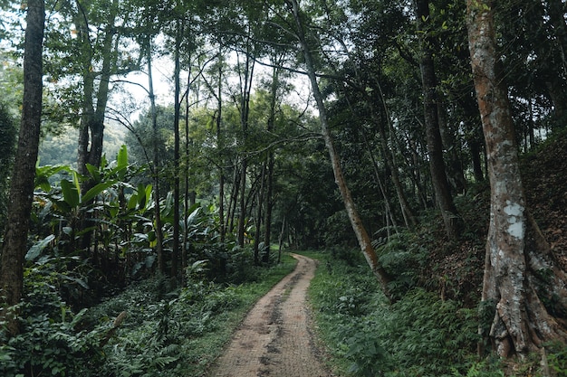 Photo the road into a rural village in a tropical forest