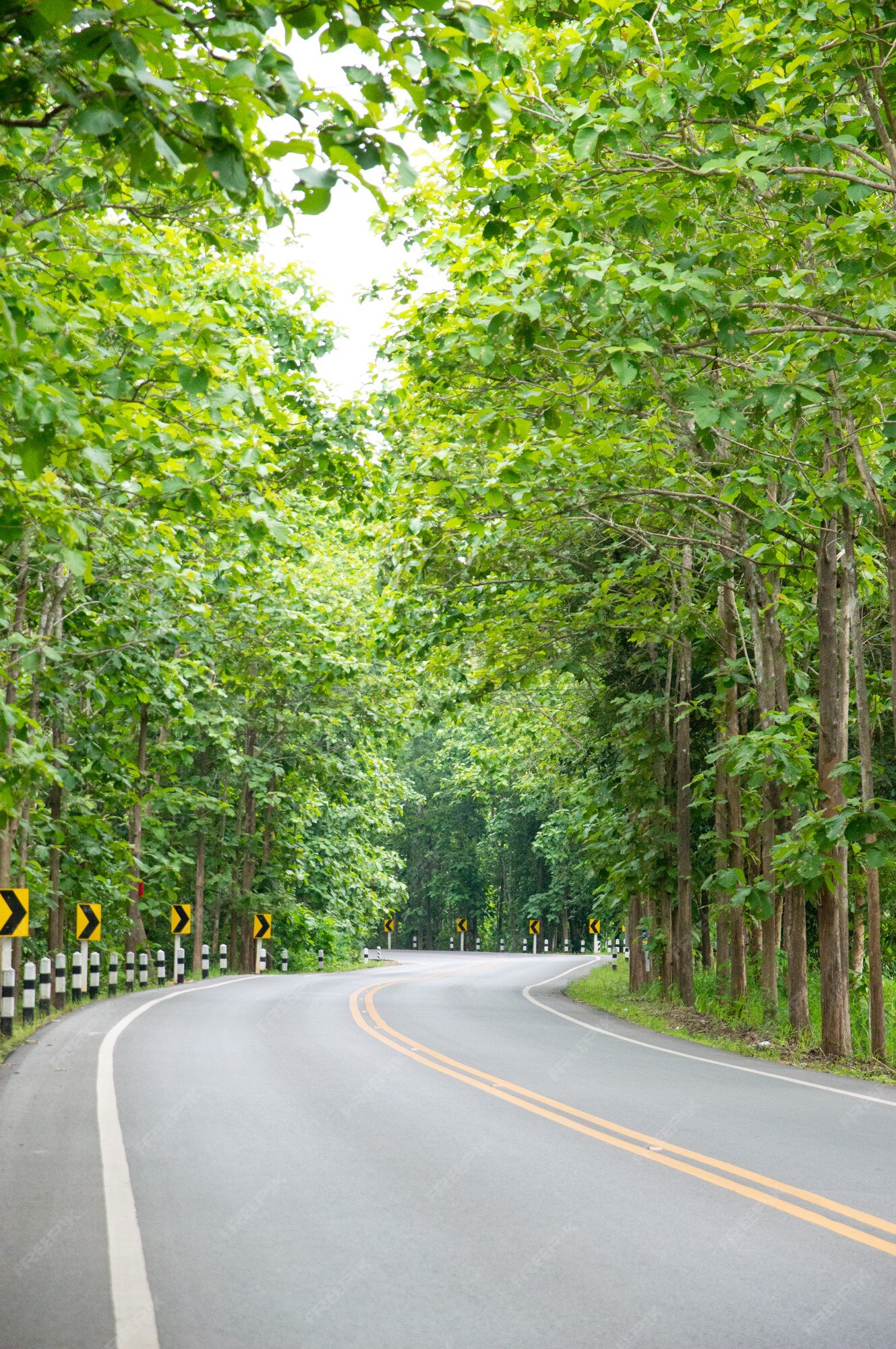 Premium Photo | The road is lined with lovely trees and twists.