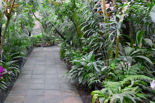 Road in the jungle. Green plants of the subtropics