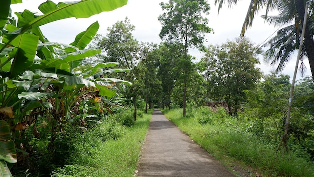 A road in the jungle with a banana tree in the background