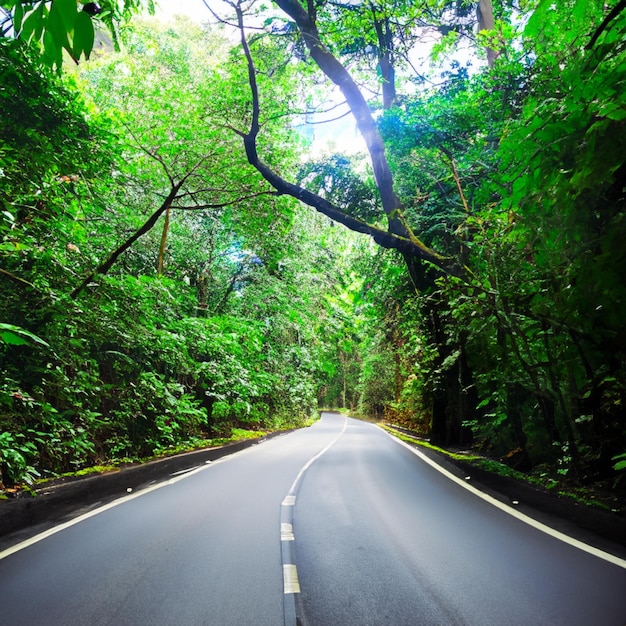 The road in the jungle