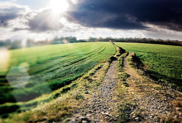 Road landscape.field of green grass and sunset clouds.Nature background