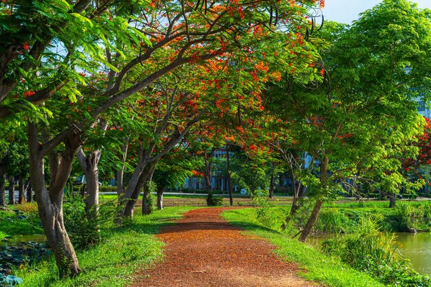 Foto vista del paesaggio stradale e fiori rossi tropicali royal poinciana o the flame tree delonix regia del