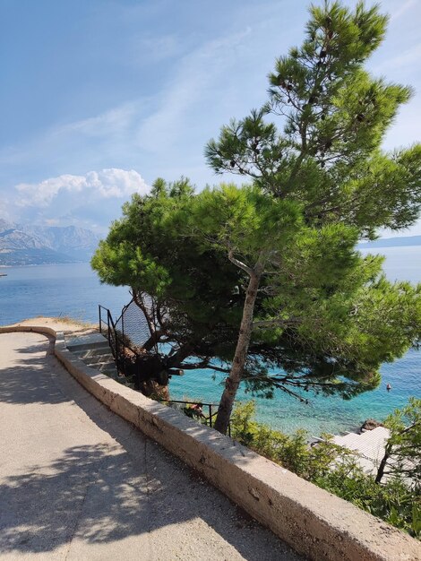 Photo a road leading to the sea with a tree on the left side