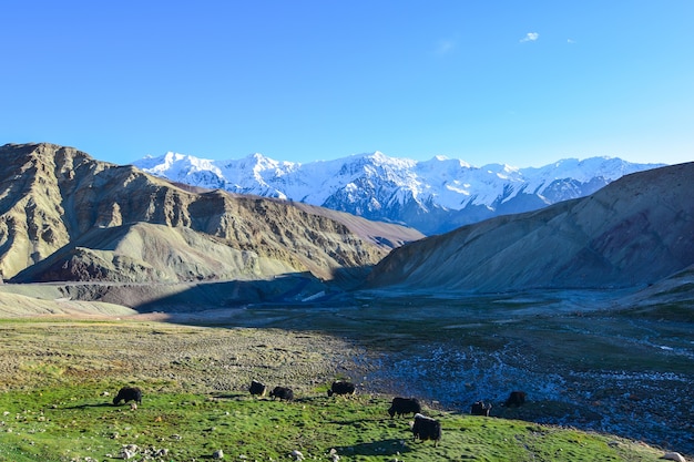 On the road in Leh Ladakh landscape