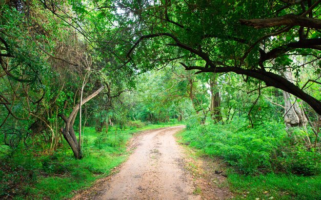 Road in magic dark forest