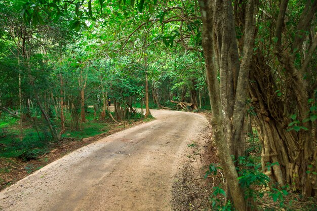 Road in magic dark forest