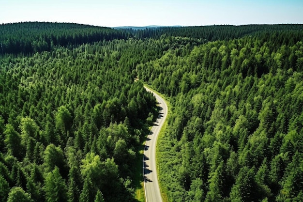 a road in the middle of a forest with a road and a forest