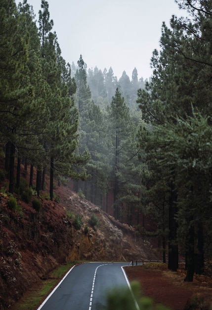 Strada nel mezzo della foresta