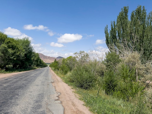 A road in the middle of the grove