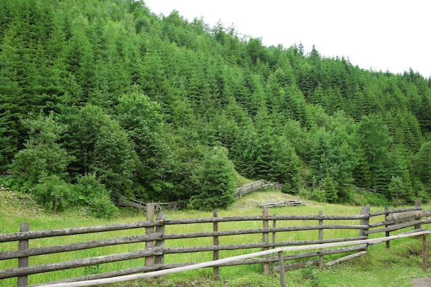 Road in mountain forest