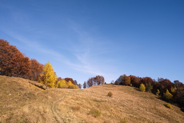 Road in a mountain meadow. Autumn landscape with deciduous forest and clear sky. Carpathians, Ukraine, Europe