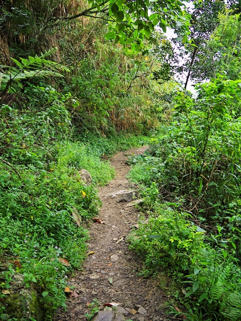 フィリピンのバナウエの山の道