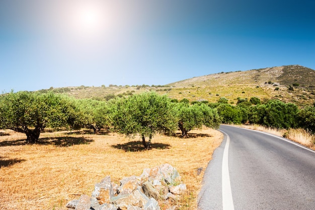 Дорога между горами и оливковыми рощами. Красивый летний пейзаж. Остров Крит, Греция