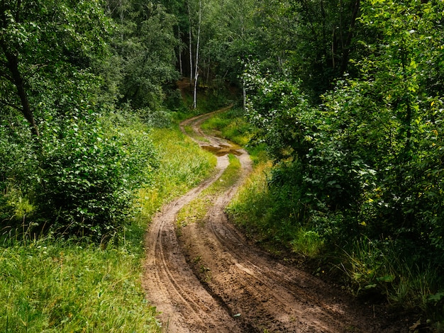 森の茂みの中の泥の道
