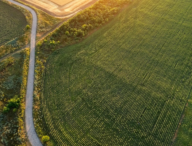 プランテーションと畑の近くの道路。日の出時の畑