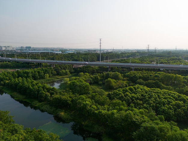 写真 木の上の道