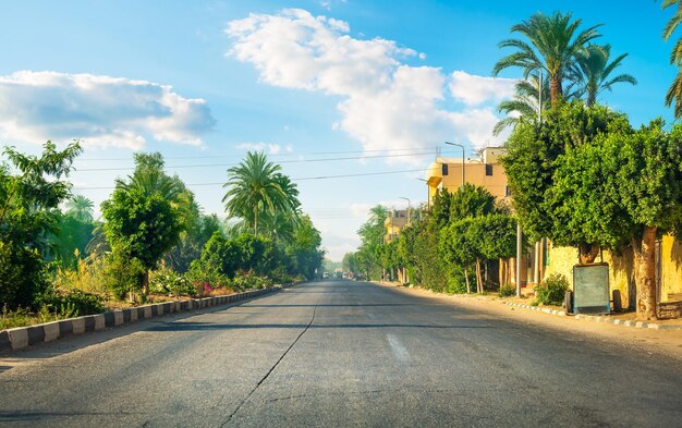 Road among palm