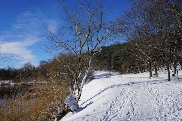 Road in park at winter