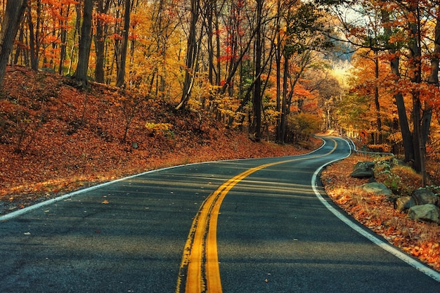 road passing through forest during autumn