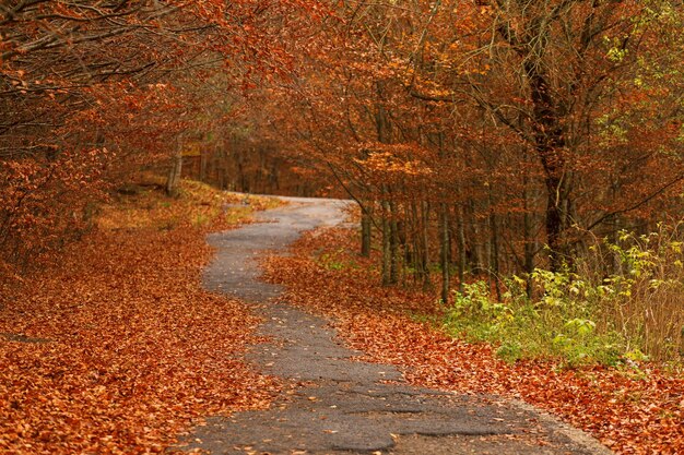 Road passing through forest during autumn