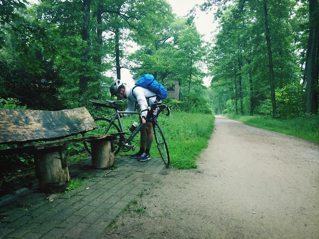 Road passing through forest