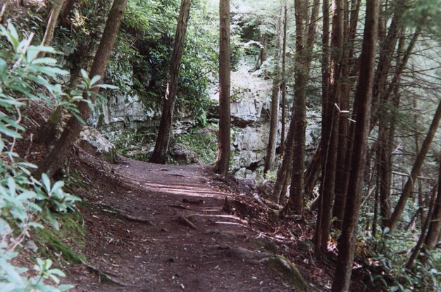 Road passing through forest