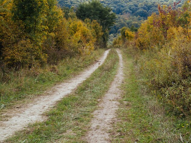 Foto strada che passa attraverso la foresta