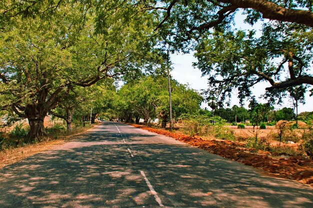 Road passing through forest