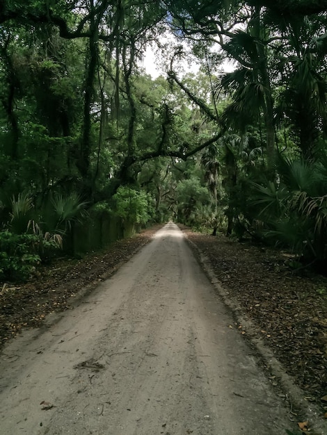 Photo road passing through forest