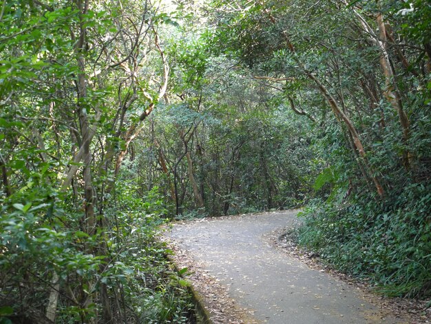 Photo road passing through forest