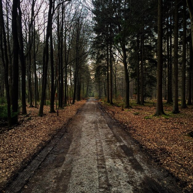 Photo road passing through forest