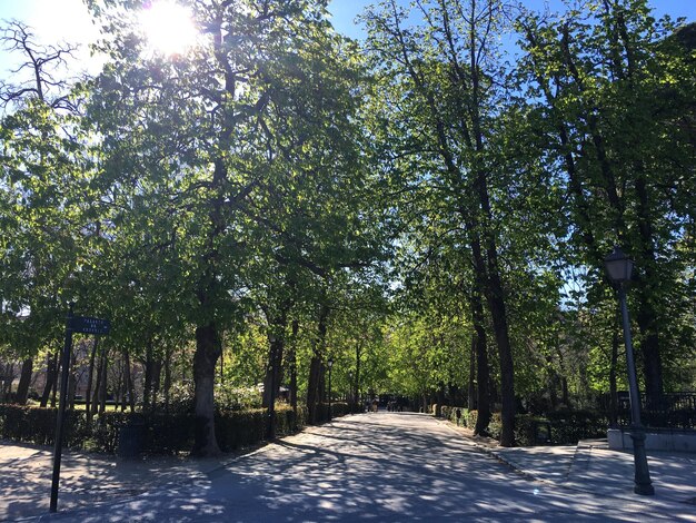 Foto strada che attraversa la foresta