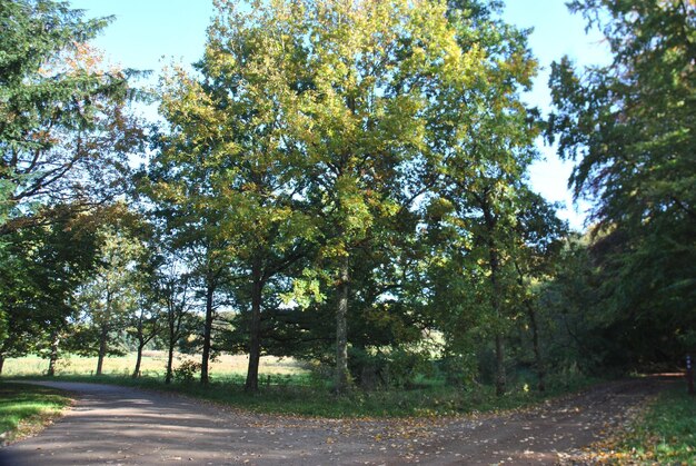 Photo road passing through forest