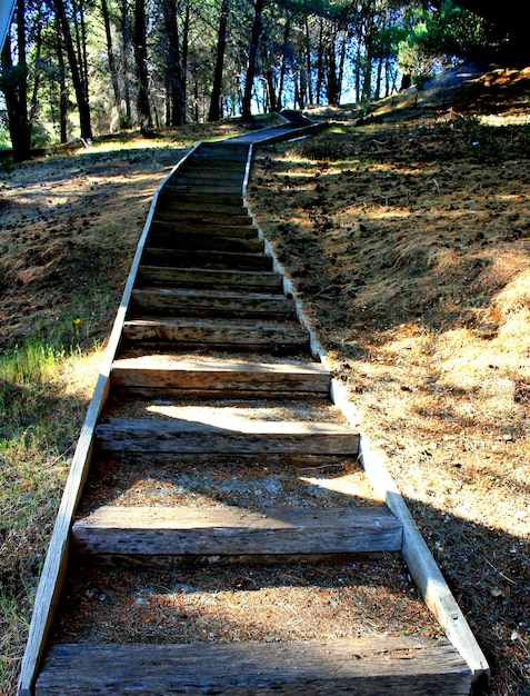 Foto strada che attraversa la foresta