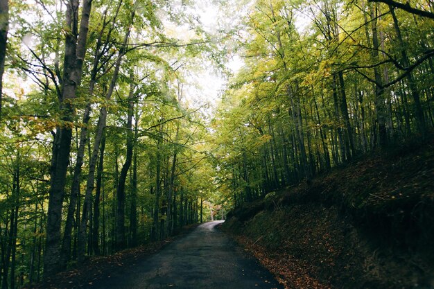 Road passing through forest