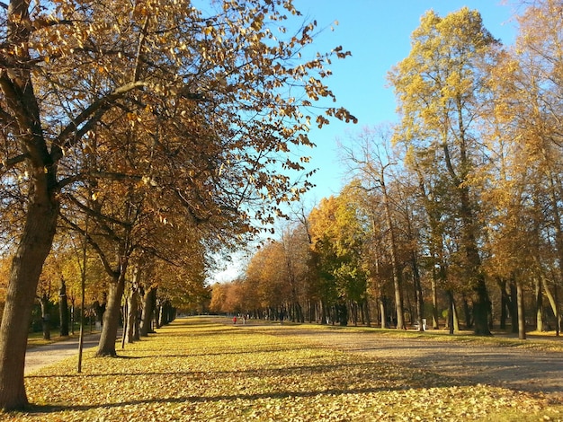 Road passing through forest