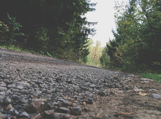 Road passing through forest