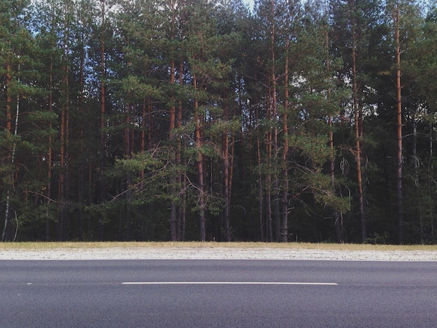 Photo road passing through forest