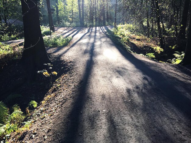 Photo road passing through forest