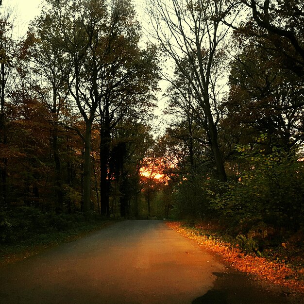 Photo road passing through forest