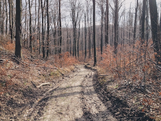 Photo road passing through forest