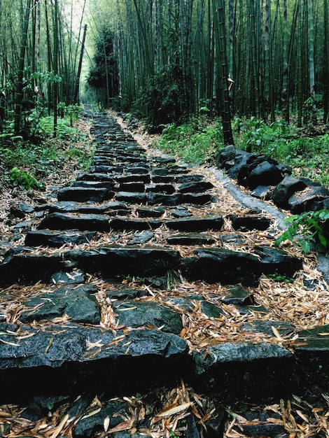 Road passing through forest