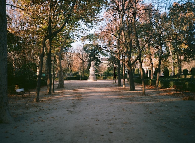 Road passing through trees