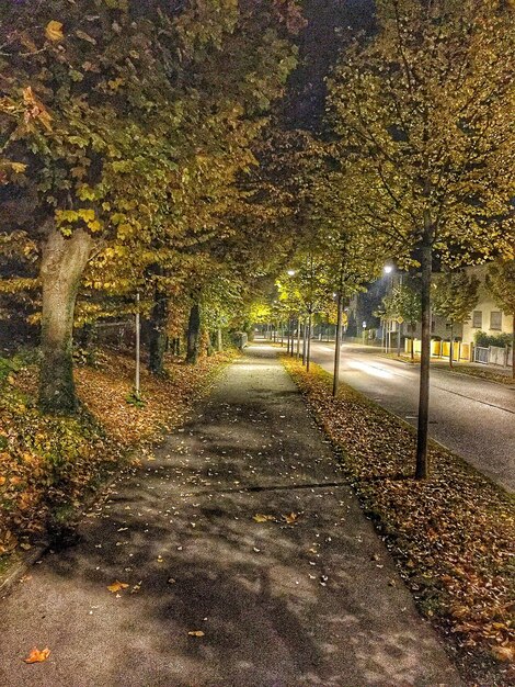 Road passing through trees