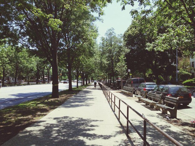 Road passing through trees